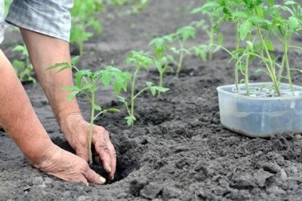 Cum să plantezi în mod corespunzător roșiile și să ai grijă de ele, osadovod - totul despre grădină, grădină și design