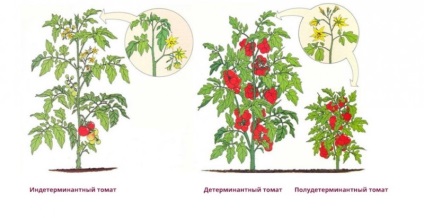 Cum să plantezi în mod corespunzător roșiile și să ai grijă de ele, osadovod - totul despre grădină, grădină și design