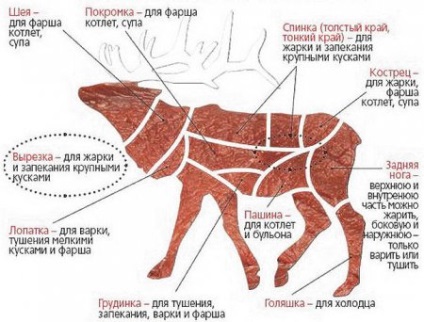 Hogyan helyesen vágni szét a tetemét egy jávorszarvas egy vágás rendszer és használata jávorszarvas húst -