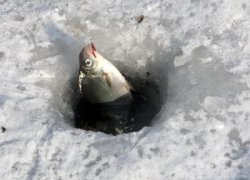 Cum se face astfel încât pe linia de pescuit de iarnă și gaura nu a înghețat