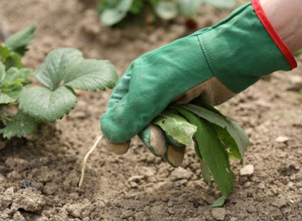 Cum să păstrați umiditatea în grădină când seceta