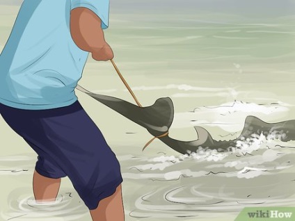 Cum să omori un rechin