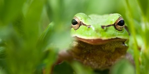 Cum să aibă grijă de broaștele de acvariu animale exotice