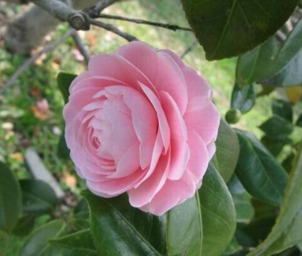 Camellia - un trandafir inodor