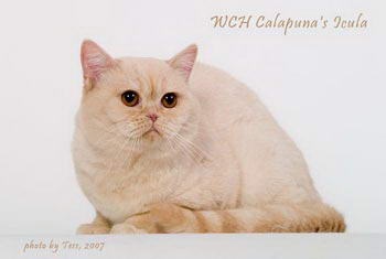Culoarea Cameo a pisicilor britanice - articole despre pisici, soare - casă de pisici britanice