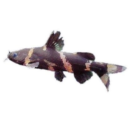 Fecske Sziámi tartalmi leírás fotó reprodukció, akváriumi halak
