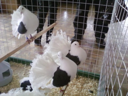 De ce porumbeii visează să vadă o pasăre care zboară într-un apartament, alb, negru, rănit, mort