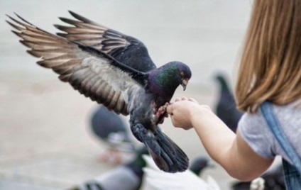 De ce porumbeii visează să vadă o pasăre care zboară într-un apartament, alb, negru, rănit, mort