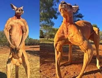 Kangaroo a atacat un om și la zgâriat, în fălcile animalelor