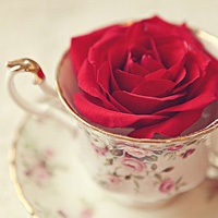 Kínai rózsa ízesített tea keletről