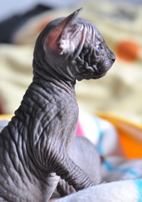 Pisoii de vanzare - caini sphynx xarmax