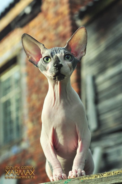 Pisoii de vanzare - caini sphynx xarmax