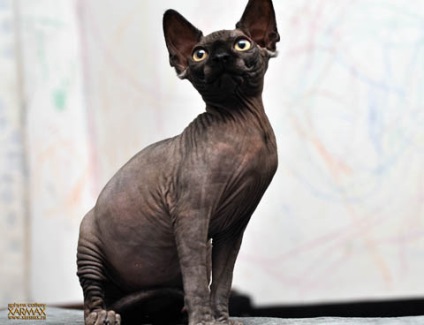 Pisoii de vanzare - caini sphynx xarmax