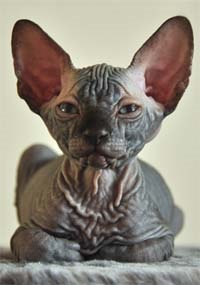 Pisoii de vanzare - caini sphynx xarmax