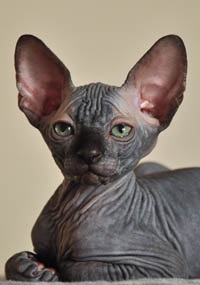 Pisici de vanzare - caini sphynx xarmax