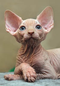 Pisoii de vanzare - caini sphynx xarmax