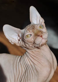 Pisici de vanzare - caini sphynx xarmax