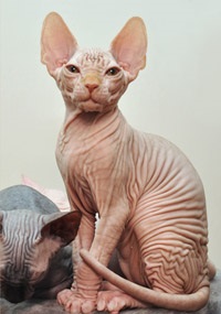 Pisoii de vanzare - caini sphynx xarmax