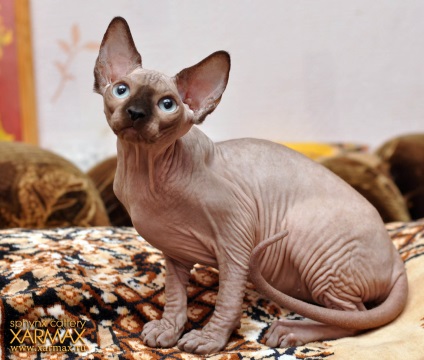 Pisoii de vanzare - caini sphynx xarmax