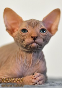 Pisici de vanzare - caini sphynx xarmax