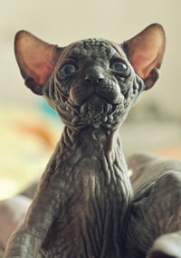 Pisoii de vanzare - caini sphynx xarmax