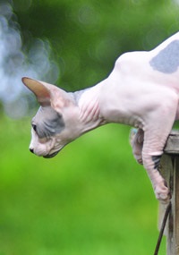 Pisoii de vanzare - caini sphynx xarmax