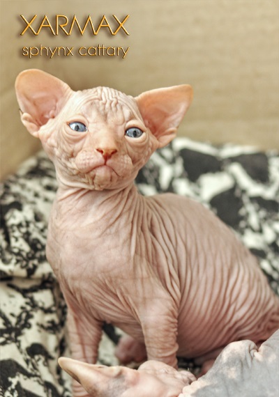 Pisoii de vanzare - caini sphynx xarmax