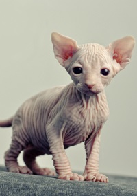 Pisoii de vanzare - caini sphynx xarmax