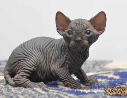 Pisoii de vanzare - caini sphynx xarmax