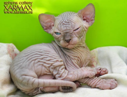 Pisoii de vanzare - caini sphynx xarmax