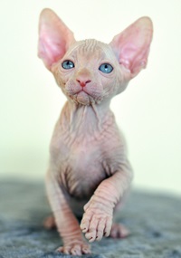 Pisoii de vanzare - caini sphynx xarmax