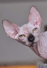 Pisoii de vanzare - caini sphynx xarmax