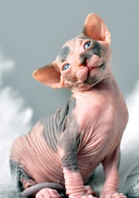 Pisoii de vanzare - caini sphynx xarmax