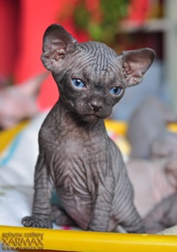 Pisoii de vanzare - caini sphynx xarmax