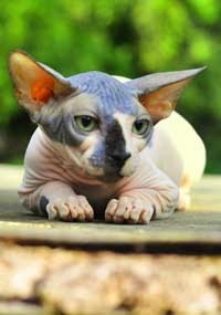 Pisoii de vanzare - caini sphynx xarmax