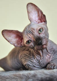 Pisoii de vanzare - caini sphynx xarmax