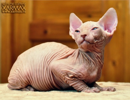 Pisoii de vanzare - caini sphynx xarmax