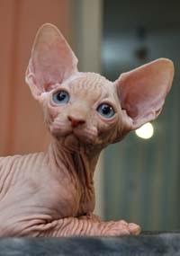 Pisoii de vanzare - Sphynx crescatoria xarmax