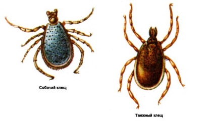 Structura cleștelor, ciclul de viață, rolul căpușelor în transferul bolilor animalelor domestice, Ixodes