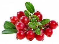 Cranberries - o boabe de tineret, frumusețe și sănătate, postul uscat, dieta brut