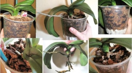 Amikor a repot egy orchidea otthon, és milyen gyakran