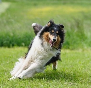 Collie sau Shepherd Scotish Descrierea rasei, natură, fotografie și îngrijire