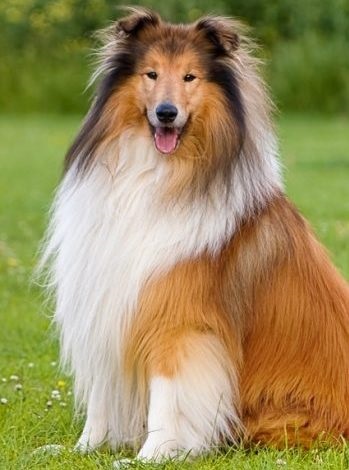 Collie vagy collie tenyészet leírás, karakter, fotó és gondozás