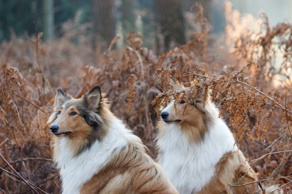 Collie sau Shepherd Scotish Descrierea rasei, natură, fotografie și îngrijire