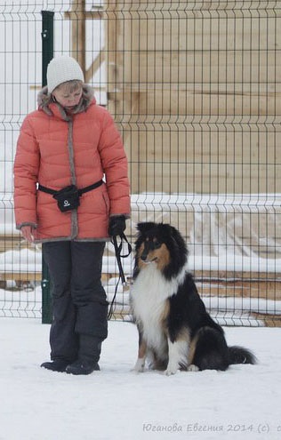 Collie câine pentru începători