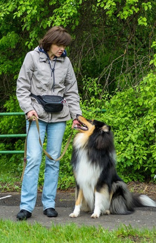 Collie câine pentru începători