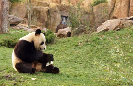 Cine și de ce aveți nevoie de o digestă ecologică a gunoiului panda