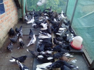 Alăptați porumbeii la domiciliu pentru a alege dieta potrivită