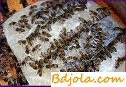 Albine de hrănire cu substanțe proteice, apicultură pentru seră