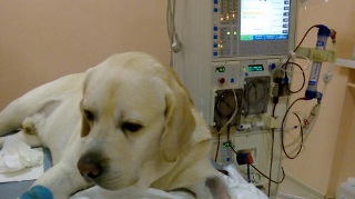 Pe scurt despre hemodializa pentru medicii veterinari